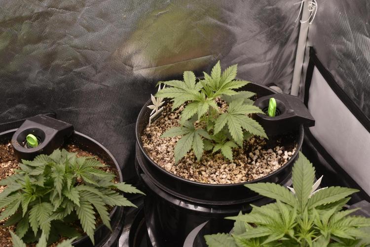 BBFC S1 seeds and Nuke Head NSB. Week 4 - 2 weeks in BBFC 