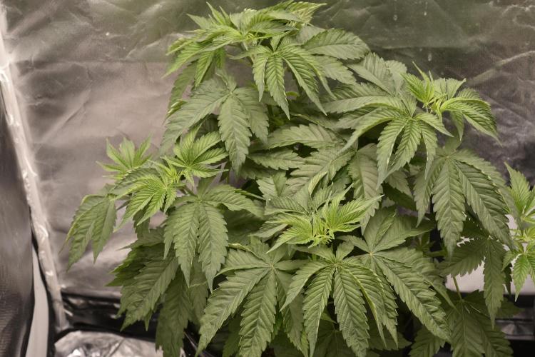BBFC S1 seeds and Nuke Head NSB. Week 4 - NSB # 1
Nuke Heads Monster