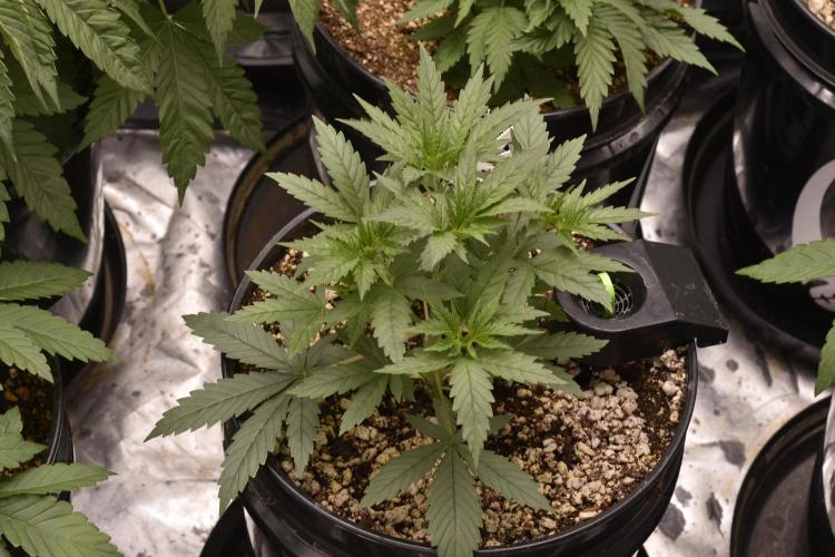 BBFC S1 seeds and Nuke Head NSB. Week 4 - BBFC FEM SEEDS 5 years old