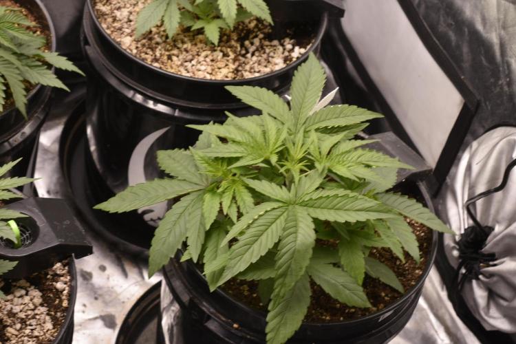 BBFC S1 seeds and Nuke Head NSB. Week 4 - BBFC look like a stable Line