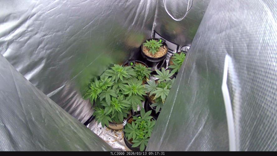 BBFC S1 seeds and Nuke Head NSB. Week 4 - looks like rust mold? maybe nuite burn
