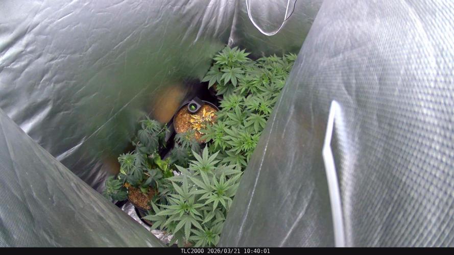 BBFC S1 seeds and Nuke Head NSB. Week 6 - so thirsty NSB drinking a lot