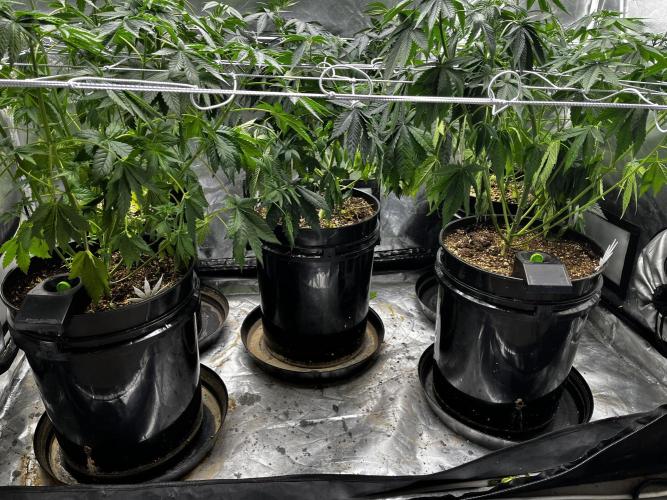 BBFC S1 seeds and Nuke Head NSB. Week 6 - lower trim for air circulation.