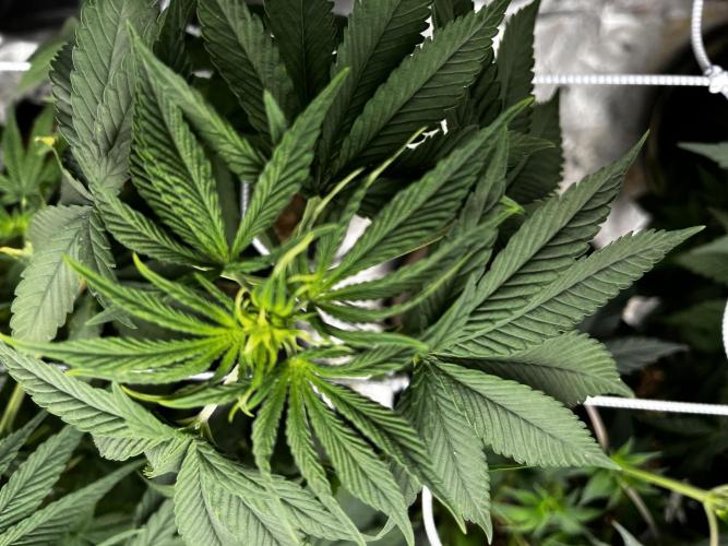 BBFC S1 seeds and Nuke Head NSB. Week 6 - preflower sites