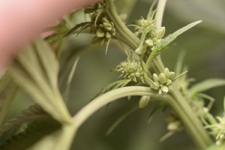 BBFC S1 seeds and Nuke Head NSB. Week 7 - Ahh Nuts!