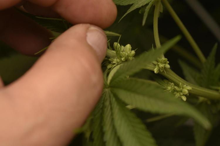 BBFC S1 seeds and Nuke Head NSB. Week 7 - I'm cool with DEI, just not in the Garden