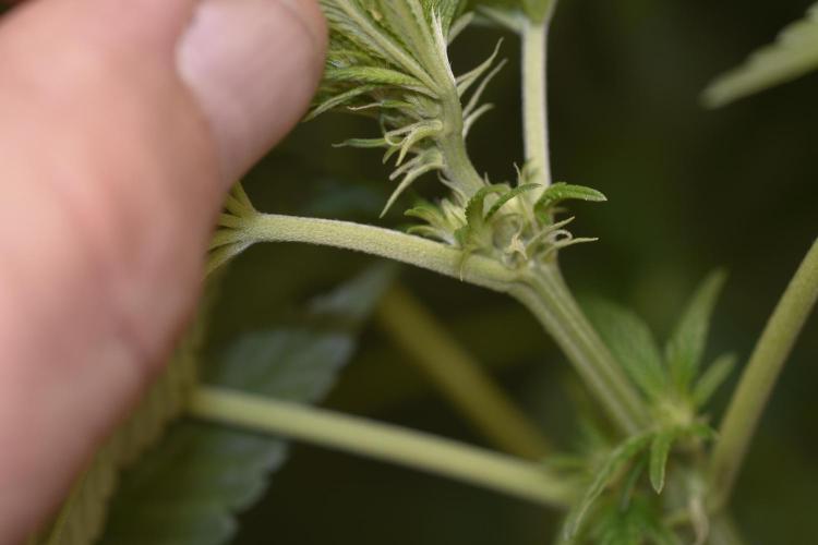 BBFC S1 seeds and Nuke Head NSB. Week 7 - It's a Girl