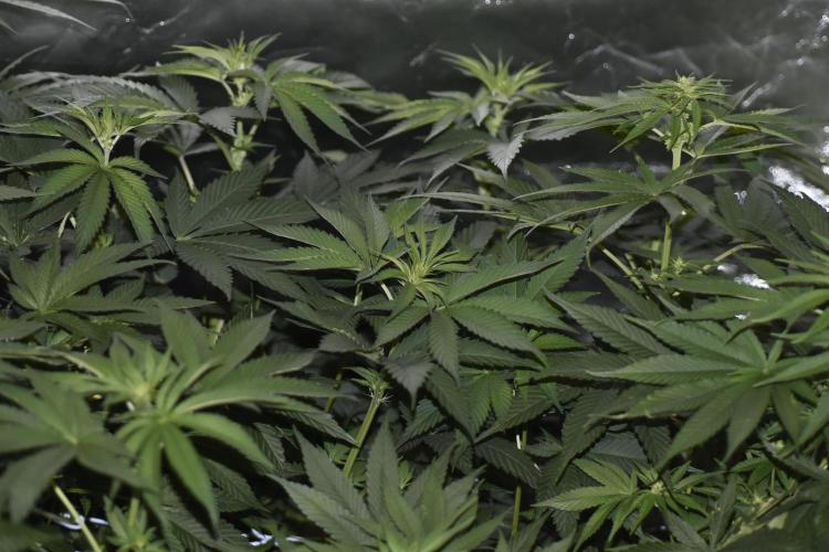 BBFC S1 seeds and Nuke Head NSB. Week 7 - there goes the canopy