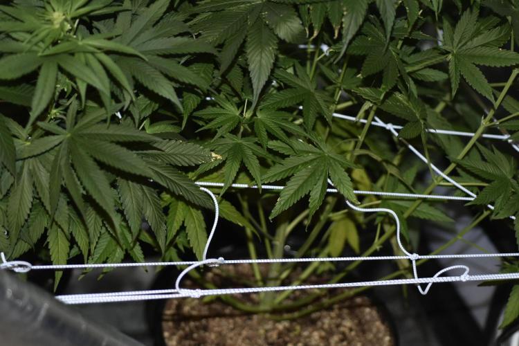 BBFC S1 seeds and Nuke Head NSB. Week 7 - I Had to Cull it 