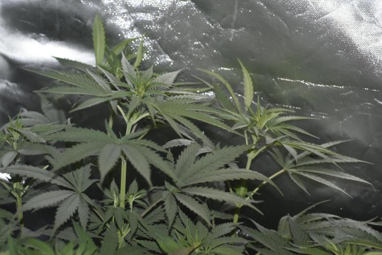 BBFC S1 seeds and Nuke Head NSB. Week 7 - more room for the little lady in the corner