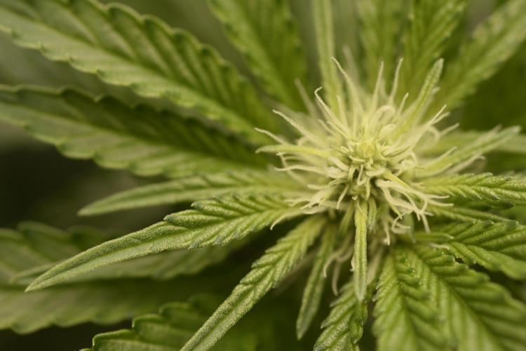 BBFC S1 seeds and Nuke Head NSB. Week 8 - No trace of Hermies