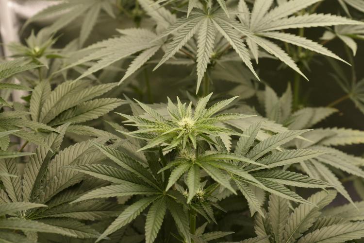 BBFC S1 seeds and Nuke Head NSB. Week 8 - BUDS o STACKIN
