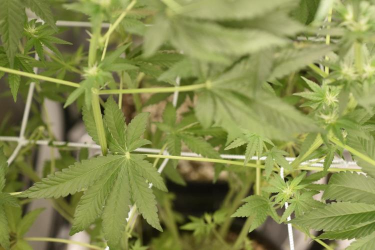 BBFC S1 seeds and Nuke Head NSB. Week 8 - SHE the LITTLE SISTER 