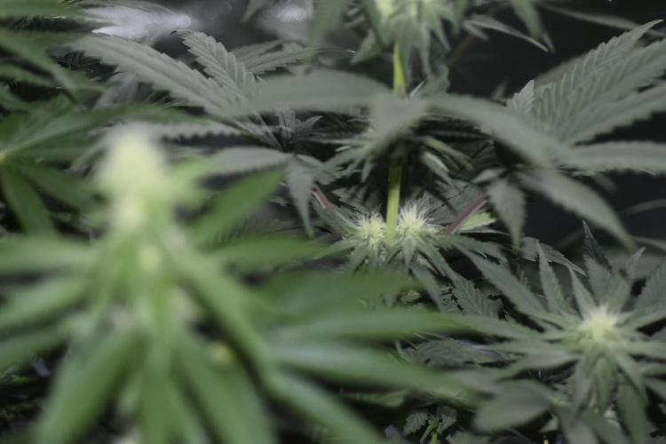 BBFC S1 seeds and Nuke Head NSB. Week 9 - starting week 5 flower