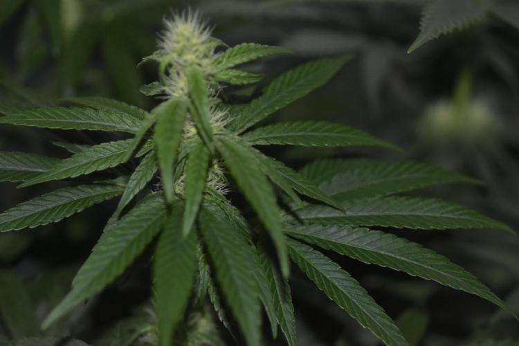 BBFC S1 seeds and Nuke Head NSB. Week 9 - The Frost is setting in