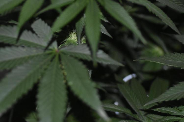 BBFC S1 seeds and Nuke Head NSB. Week 9 - little buds hiding under the fans
