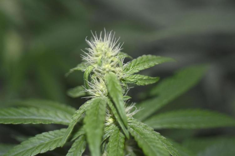 BBFC S1 seeds and Nuke Head NSB. Week 9 - no sign of nutrient burn