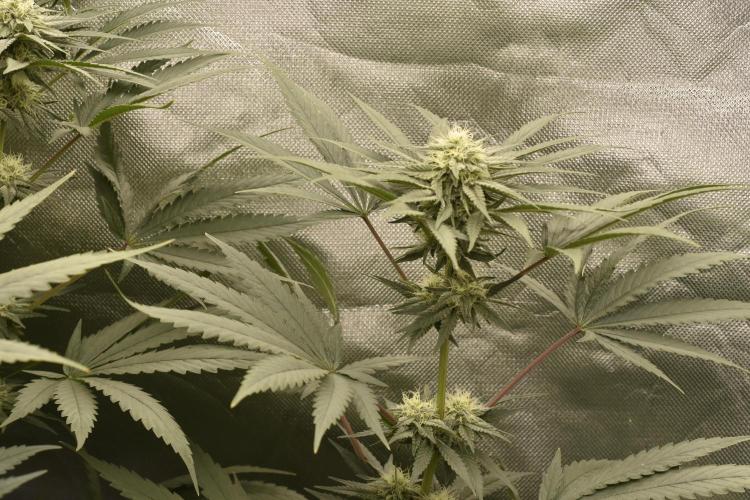 BBFC S1 seeds and Nuke Head NSB. Week 10 - little sister coming along frosty as well