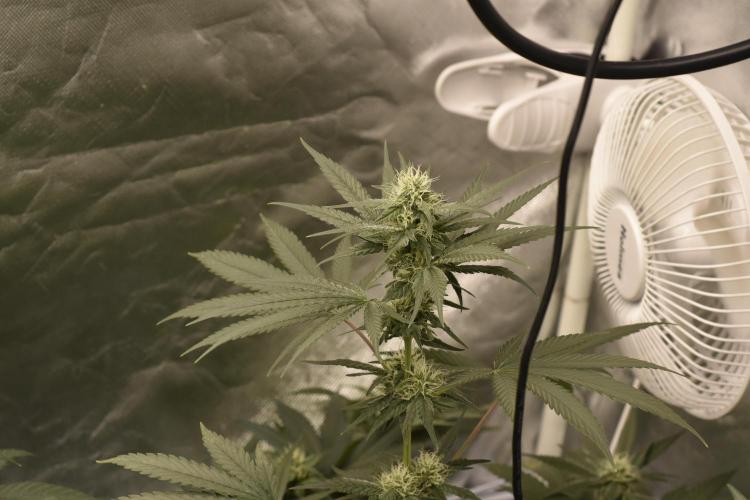 BBFC S1 seeds and Nuke Head NSB. Week 10 - nugs, nugs, nugs!