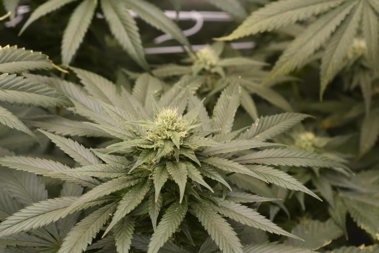 BBFC S1 seeds and Nuke Head NSB. Week 10 - getting coated in Trichomes