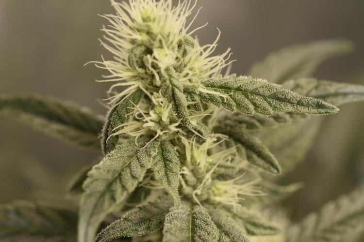 BBFC S1 seeds and Nuke Head NSB. Week 10 - close up Black Berry Fire Cookies