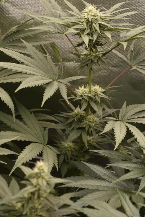 BBFC S1 seeds and Nuke Head NSB. Week 10 - small buds so sticky