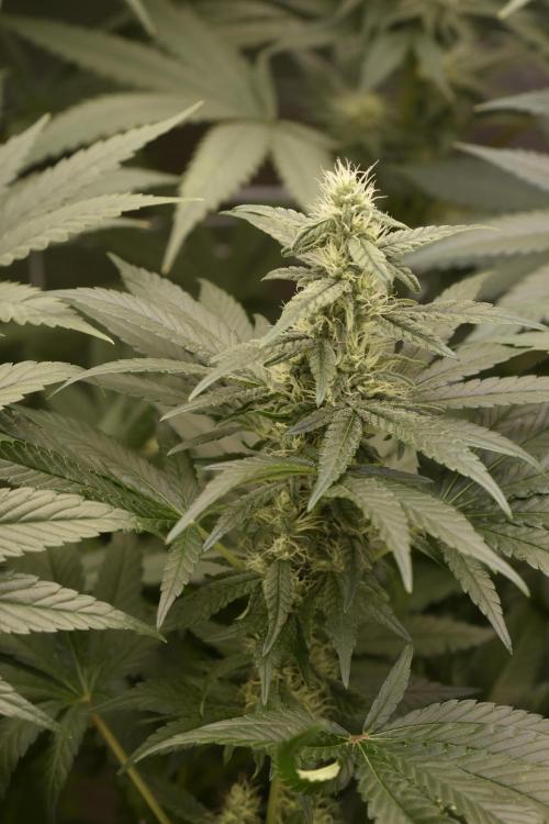 BBFC S1 seeds and Nuke Head NSB. Week 10 - cola stacking filling in