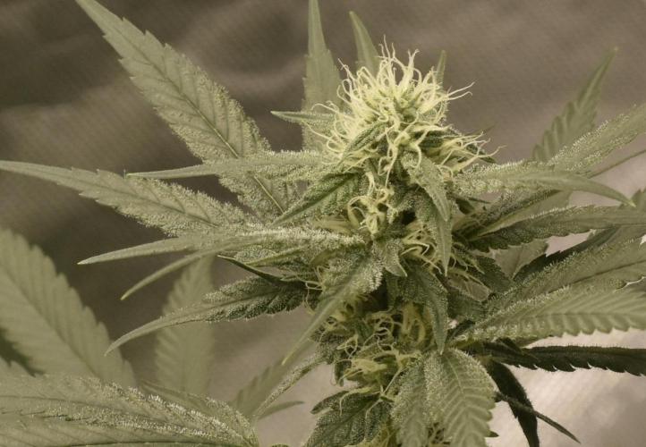 BBFC S1 seeds and Nuke Head NSB. Week 10 - I am glad I got rid of that Hermie this would be full of seeds