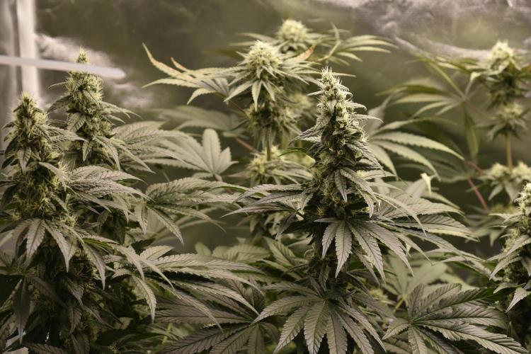 BBFC S1 seeds and Nuke Head NSB. Week 11 - 2 phenotypes
