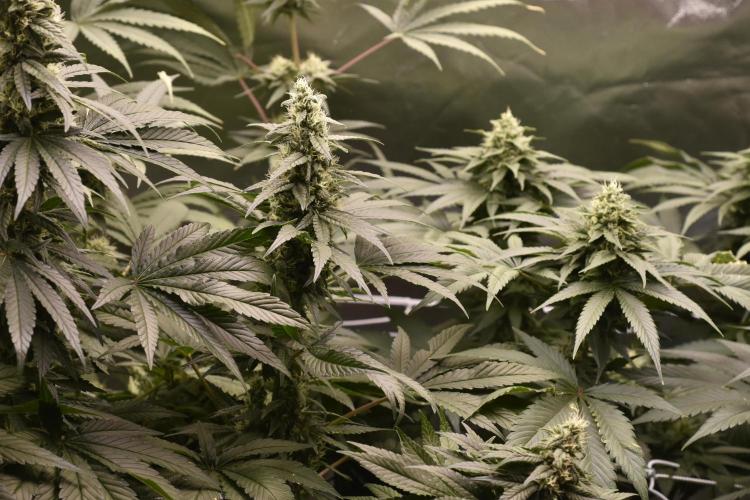 BBFC S1 seeds and Nuke Head NSB. Week 11 - new BBFC Phenotype