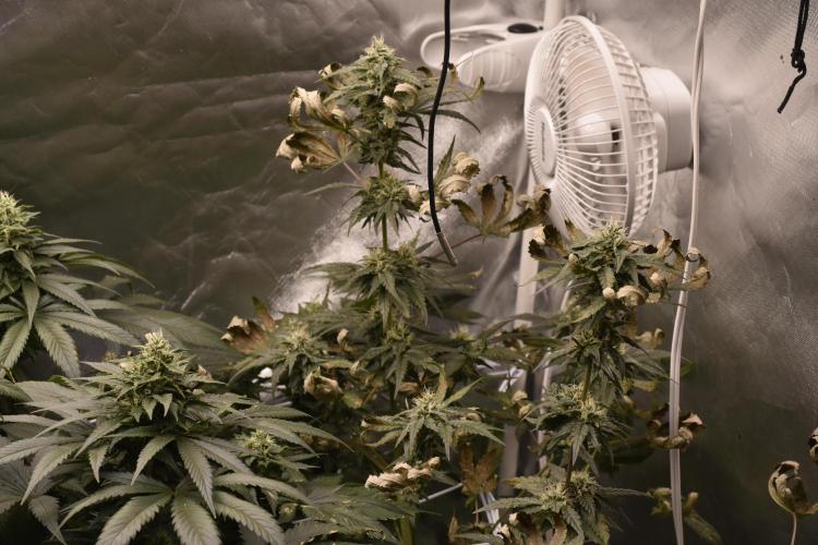 BBFC S1 seeds and Nuke Head NSB. Week 11 - Runt got hit hard over water and (K) lock out