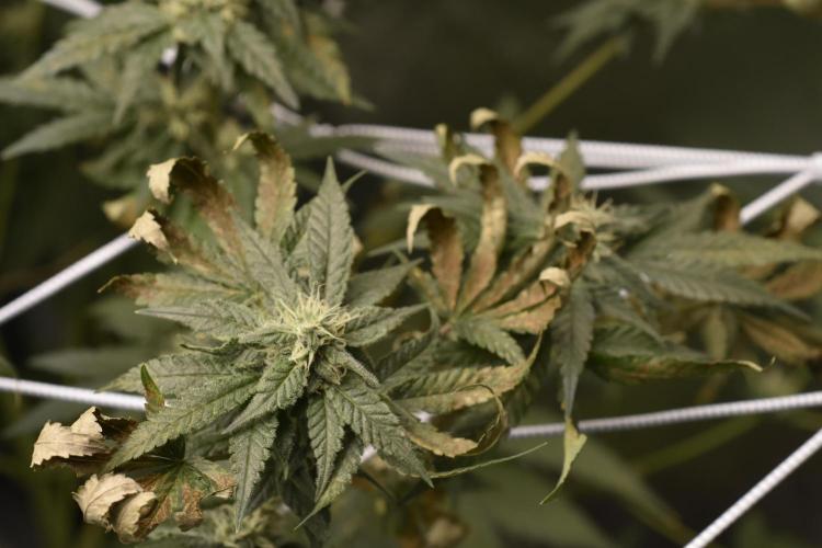BBFC S1 seeds and Nuke Head NSB. Week 11 - sugar turning into caramel burn it up