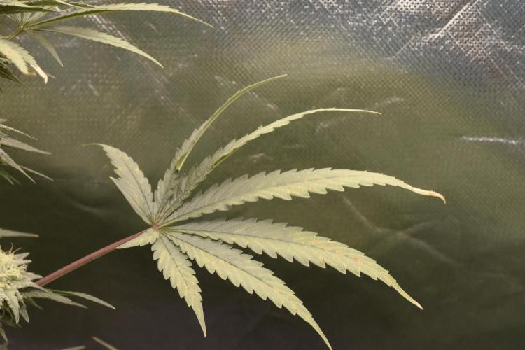 BBFC S1 seeds and Nuke Head NSB. Week 11 - what is your diagnosis
on this leaf. let me know in the comments 