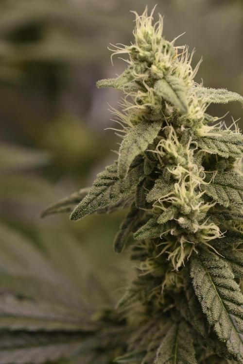 BBFC S1 seeds and Nuke Head NSB. Week 11 - buds