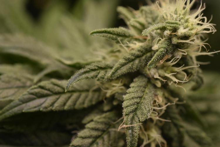 BBFC S1 seeds and Nuke Head NSB. Week 11 - buds