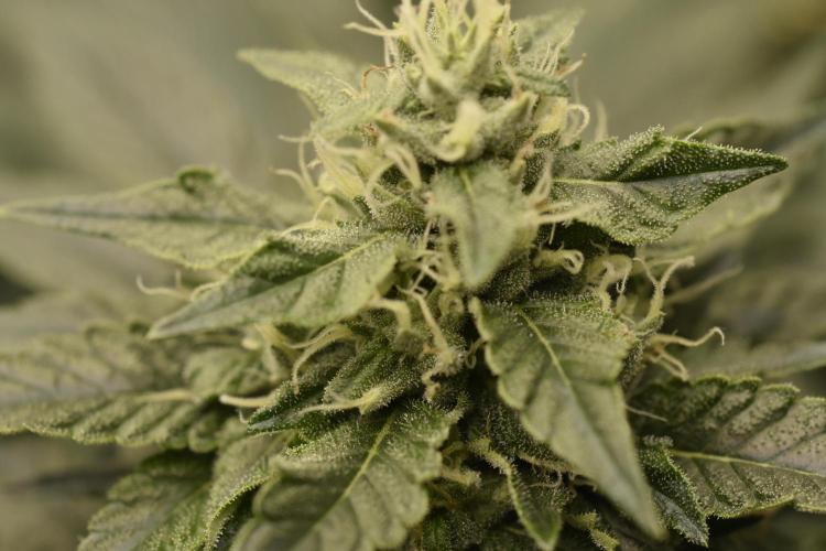 BBFC S1 seeds and Nuke Head NSB. Week 11 - more buds