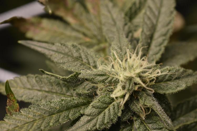 BBFC S1 seeds and Nuke Head NSB. Week 11 - frosty burnt buds