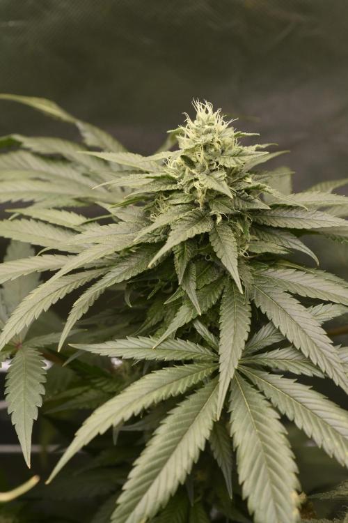 BBFC S1 seeds and Nuke Head NSB. Week 11 - phenotype 2 form the original batch