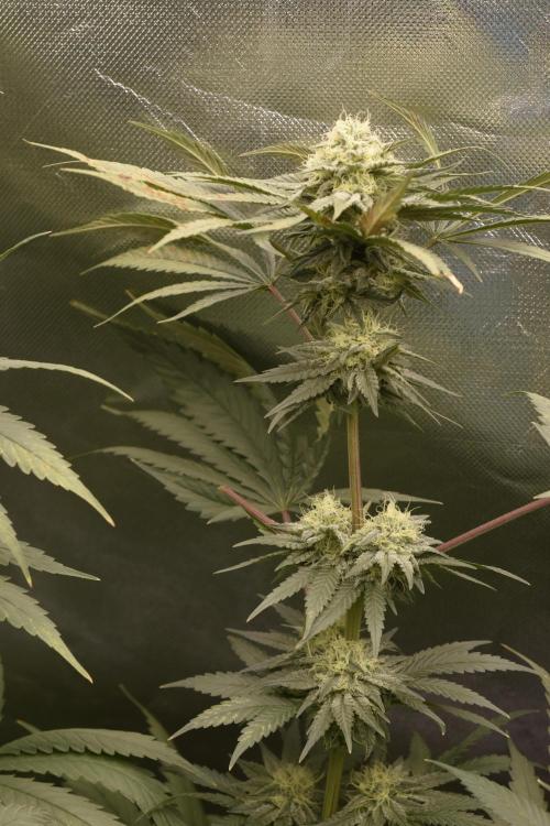 BBFC S1 seeds and Nuke Head NSB. Week 11 - phenotype 1 form the original batch