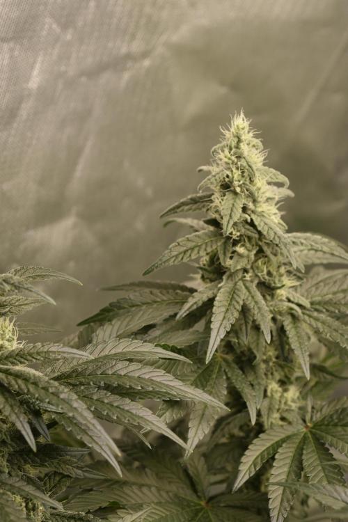 BBFC S1 seeds and Nuke Head NSB. Week 11 - need them to swell