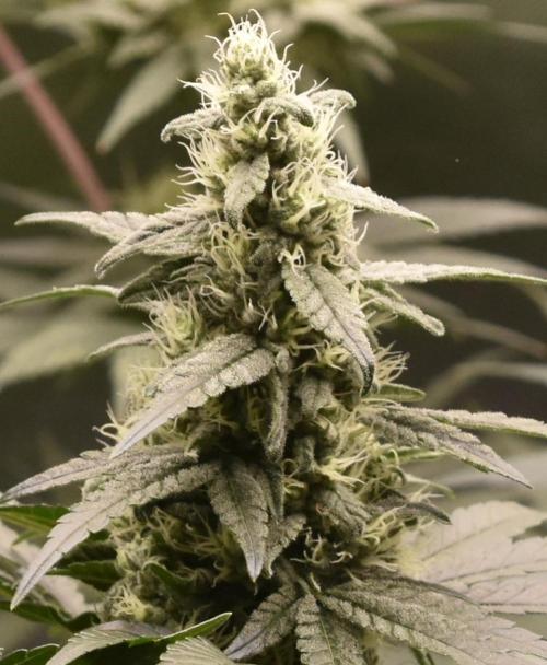 BBFC S1 seeds and Nuke Head NSB. Week 11 - trichome porn