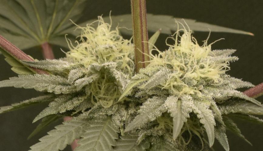 BBFC S1 seeds and Nuke Head NSB. Week 11 - more trichome porn