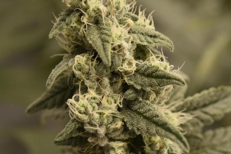 BBFC S1 seeds and Nuke Head NSB. Week 12 - 2 phenotypes for the BBFC