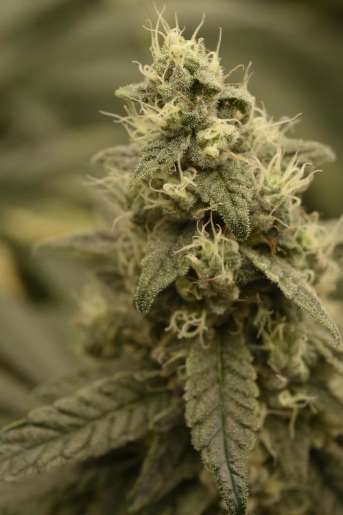 BBFC S1 seeds and Nuke Head NSB. Week 12 - skunky gas fruit from the NSB