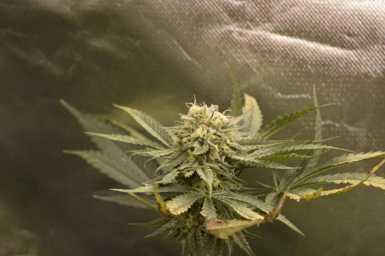 BBFC S1 seeds and Nuke Head NSB. Week 12 - nugs are frosty not very big but smell fruity