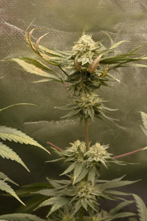 BBFC S1 seeds and Nuke Head NSB. Week 12 - 2 phenotypes for the BBFC