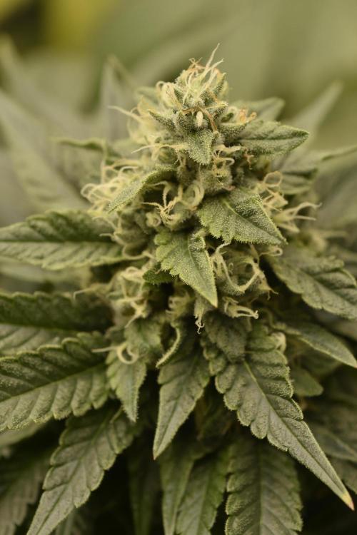 BBFC S1 seeds and Nuke Head NSB. Week 12 - NSB I hope will frost up in the next 2 weeks