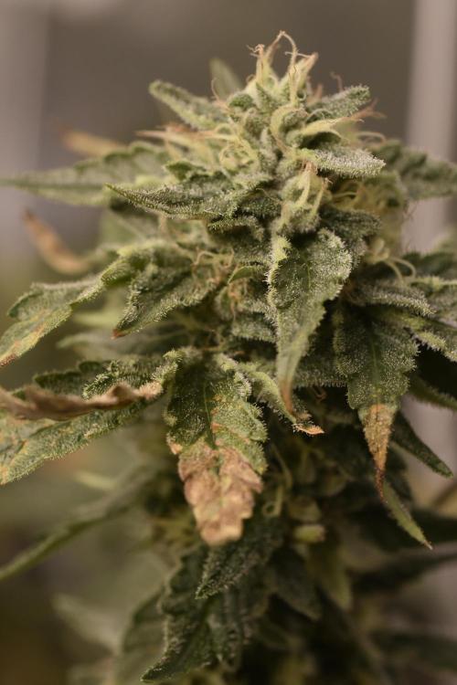 BBFC S1 seeds and Nuke Head NSB. Week 12 - hash rosin bound