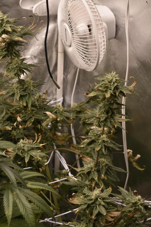 BBFC S1 seeds and Nuke Head NSB. Week 12 - hash rosin bound