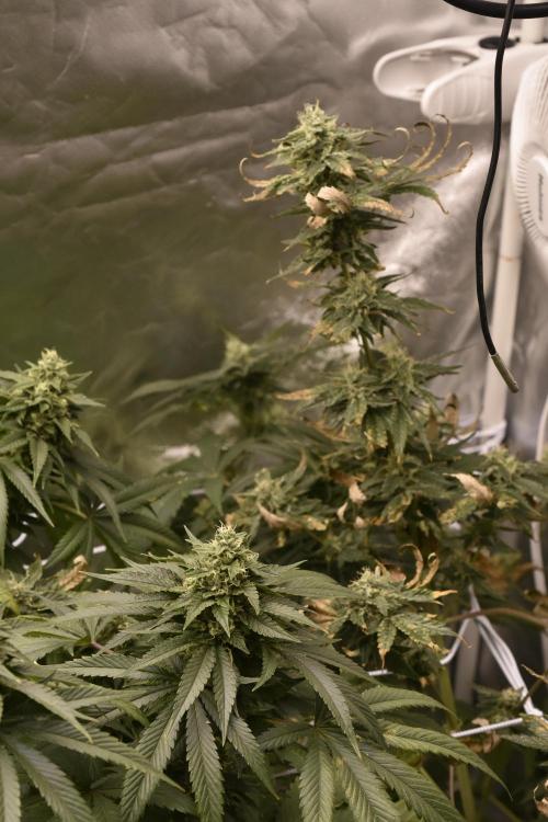 BBFC S1 seeds and Nuke Head NSB. Week 12 - hash rosin bound